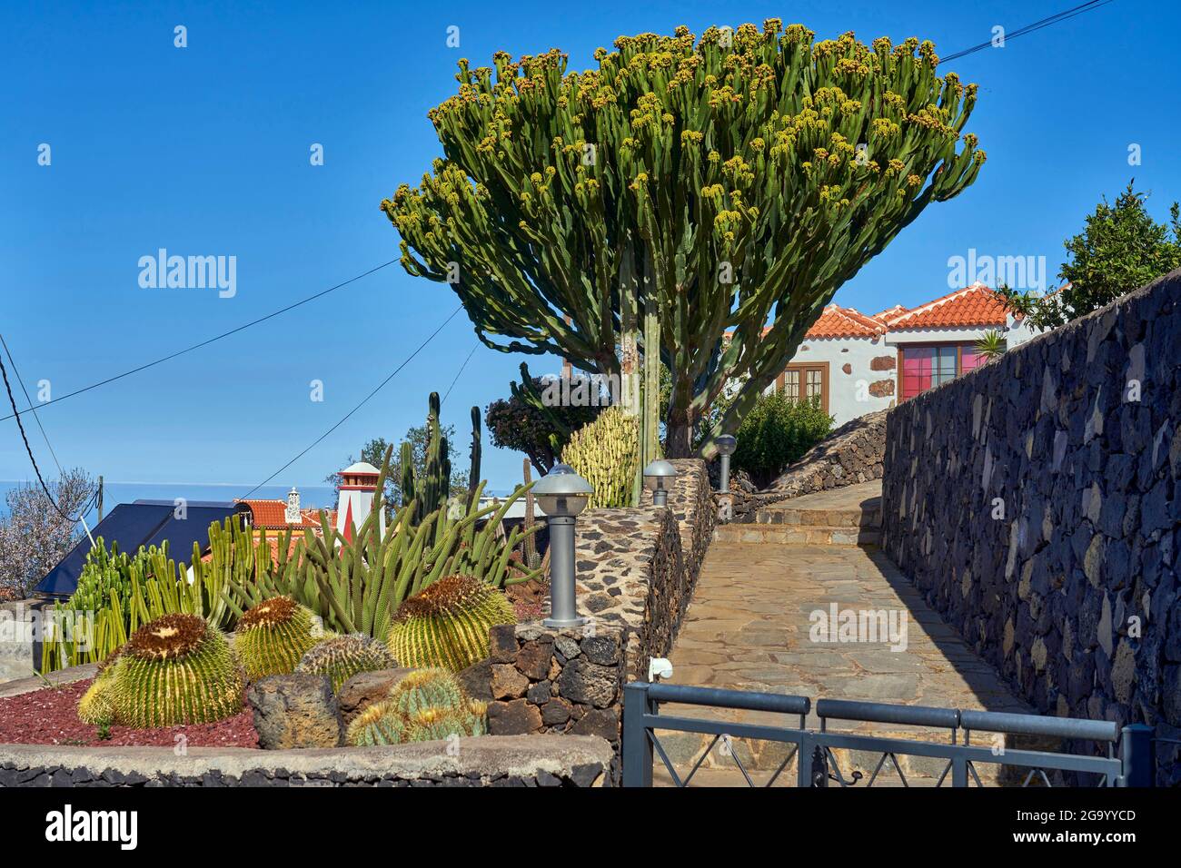 Ein Anwesen mit Kaktusgarten, Kanarische Inseln, La Palma, Las Tricias Stockfoto