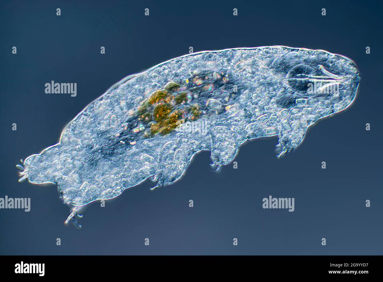 Wasserbären, Tardigrades (Tardigrada), Mikroskop-Bild mit differenziellem Interferenzkontrast Stockfoto