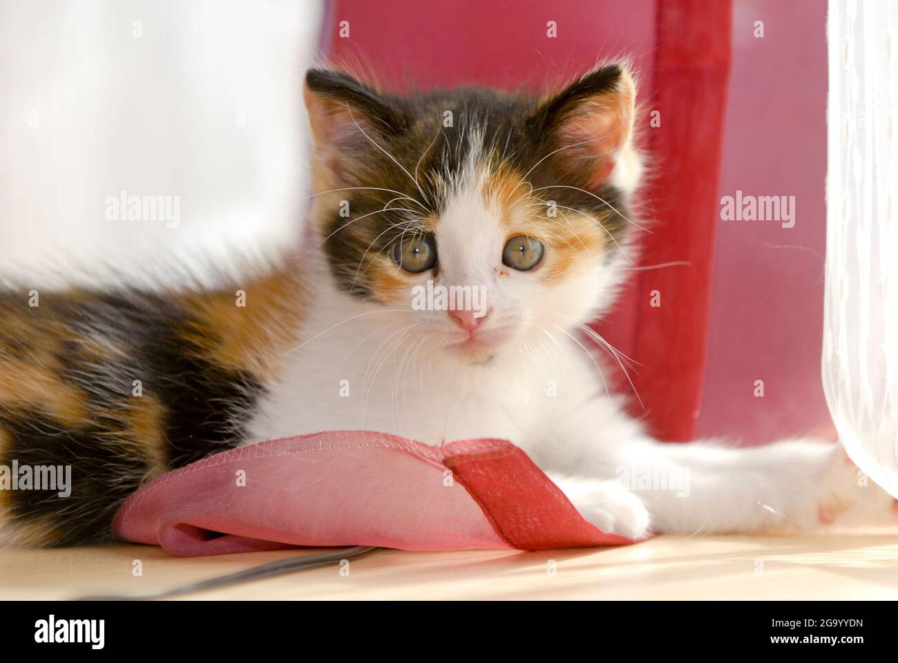 Hauskatze, Hauskatze (Felis silvestris f. catus), Kätzchen liegt vor einem Vorhang Stockfoto
