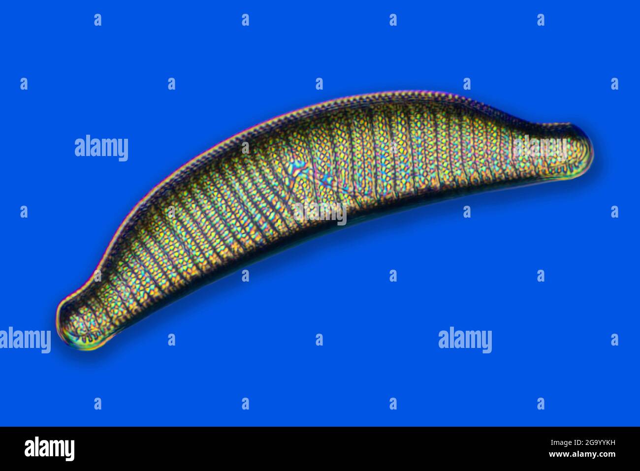 Diatom (Diatomeae), DIC-Bild (Differential Interference Contrast), Kanarische Inseln, Teneriffa Stockfoto
