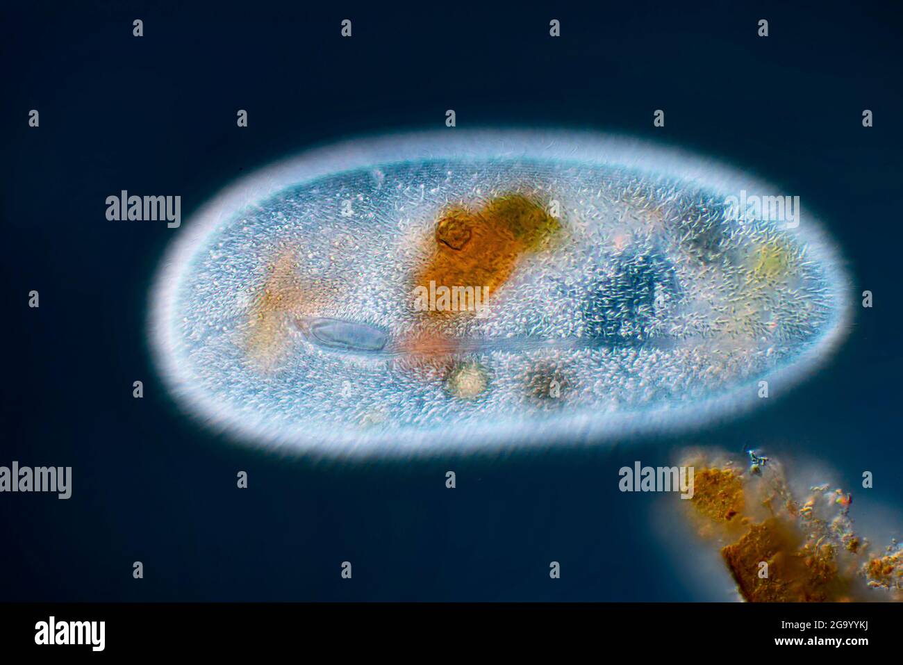 Ciliate (Frontonia spec.), Ciliate haben symbiontische Grünalgen in ihren Vakuolen, Differential Interference Contrast Microscopy (DIC), Stockfoto