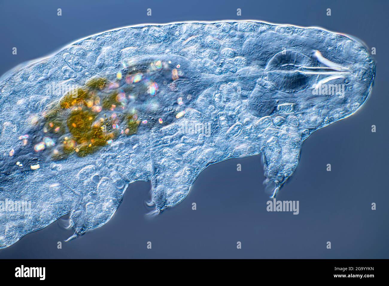 Wasserbären, Tardigrades (Tardigrada), Differential Interference Contrast Microscope image (DIC) Stockfoto