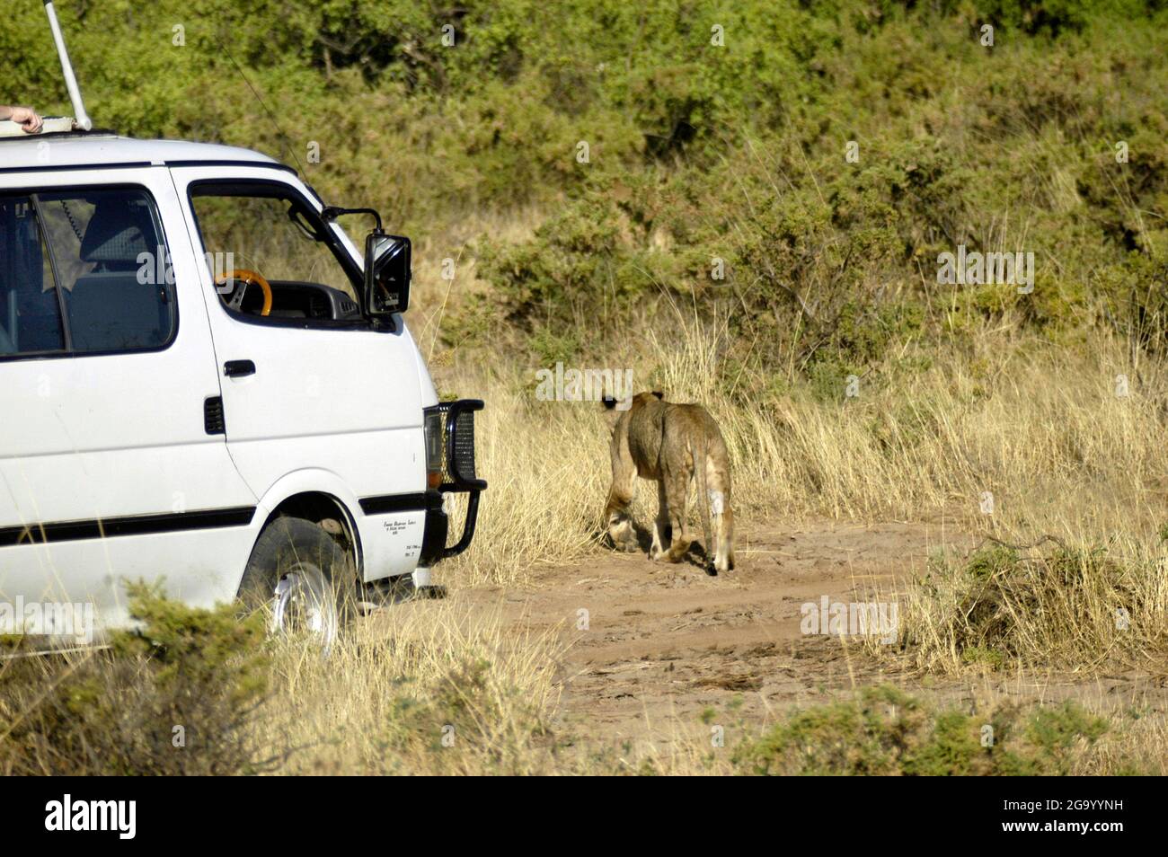 lion (Panthera leo), Löwin läuft vor einem Safaribus, Kenia Stockfoto