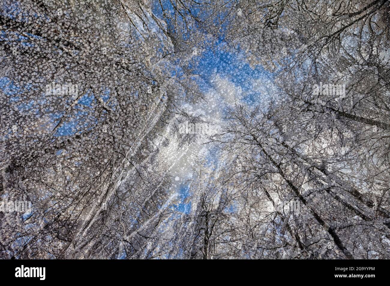 Bäume im Winter mit Eisstrukturen, Natur-Fantasy-Foto, entfremdet, Deutschland, Nordrhein-Westfalen Stockfoto