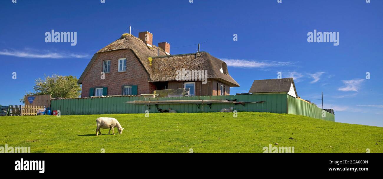 Hallig Südfall, Deutschland, Europa, Deutschland, Schleswig-Holstein Stockfoto