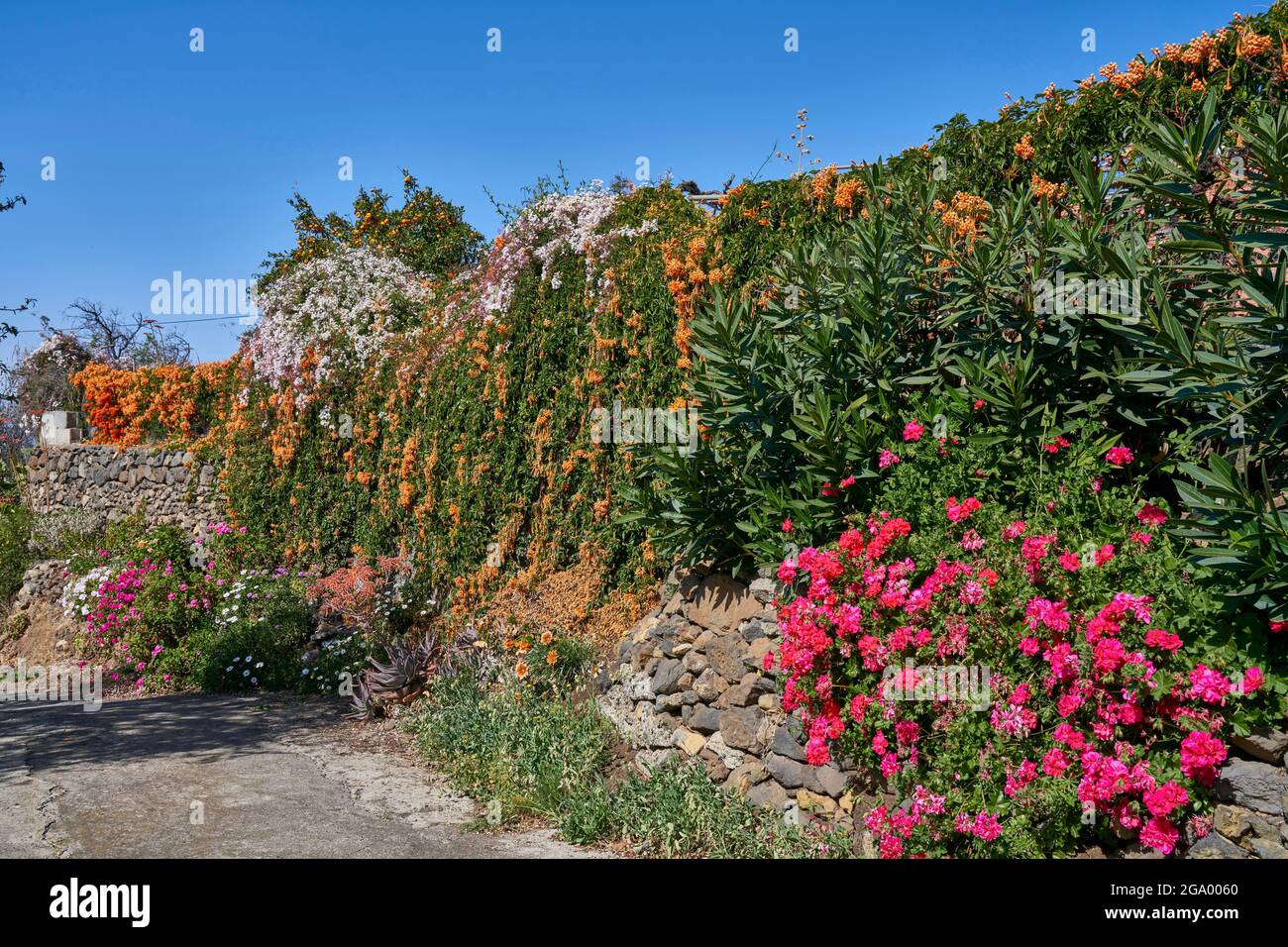 Orangentrompete-Rebe (Pyrostegia venusta, Pyrostegia ignea), die blühenden Gärten von Las Tricias, Kanarische Inseln, La Palma, Las Trricias Stockfoto