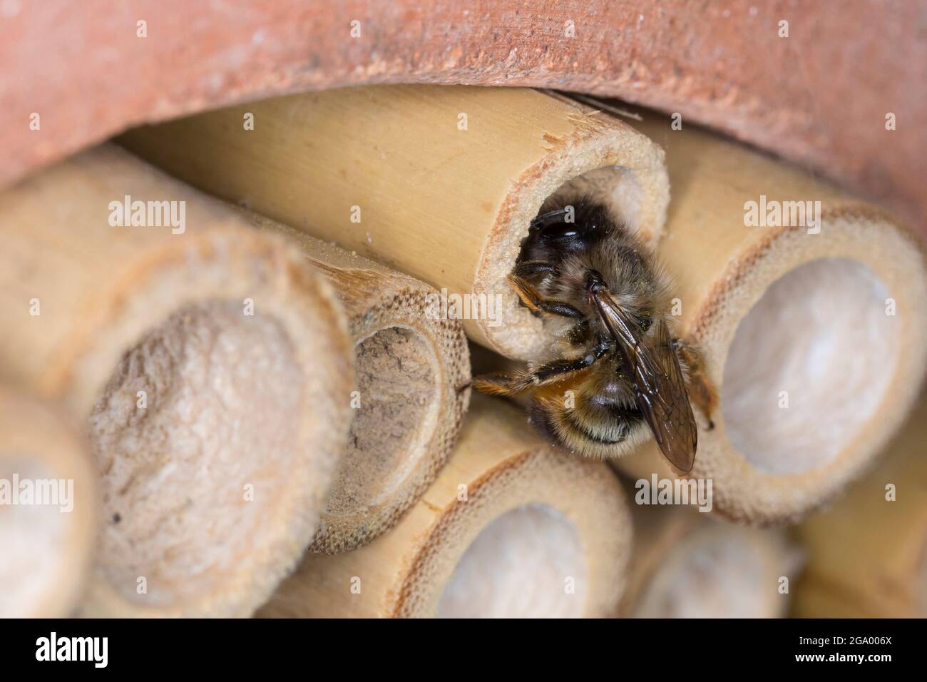 Rotmaurerbiene (Osmia rufa, Osmia bicornis), Weibchen am Nistrohr, Deutschland Stockfoto