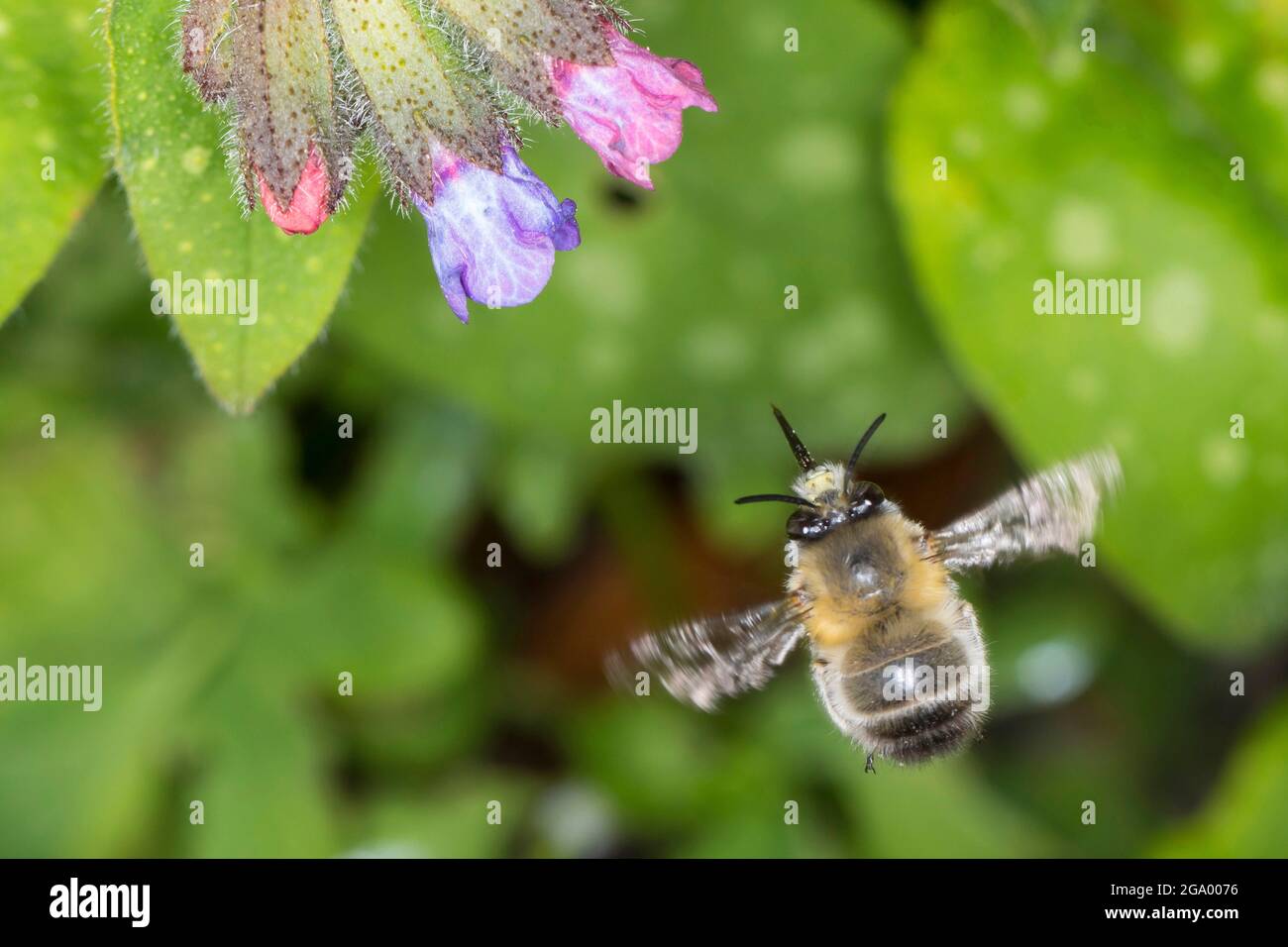 Gewöhnliche mitteleuropäische Blütenbiene (Anthophora acervorum, Anthophora plumipes), im Flug, um eine Lungenwürzeblume zu besuchen, Deutschland Stockfoto