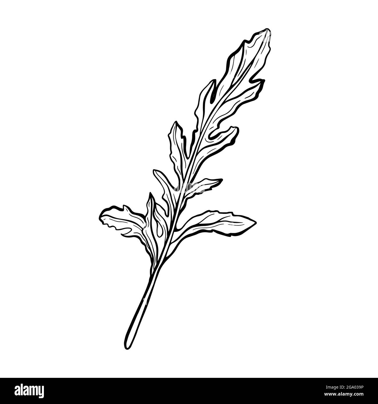 Rucola isoliert auf weißem Hintergrund. Rucolla duftendes, leckeres Grün.Italienische Kräuter. Handgezeichnete Illustration im Doodle-Stil. Skizze Stockfoto