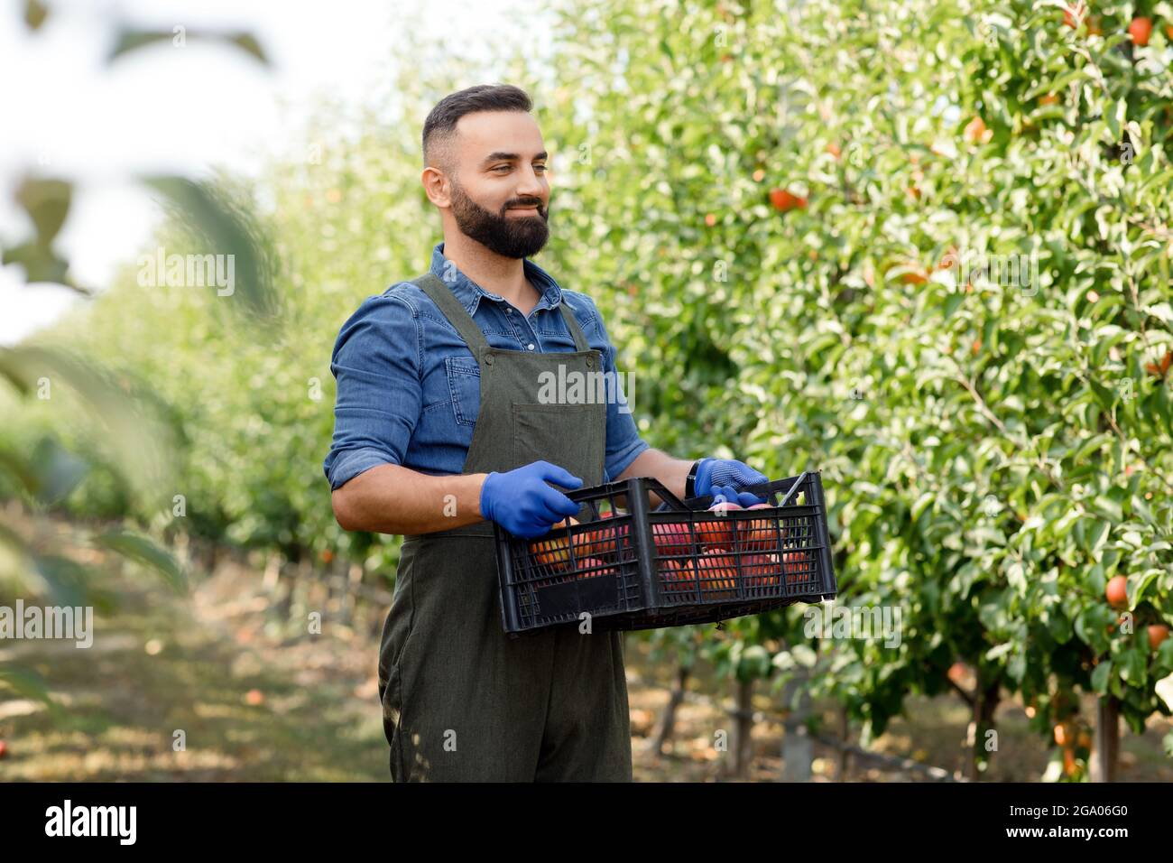 Bauernarbeit im Herbst, Ernte im Sommer und Anbau von Öko-Früchten im Garten Stockfoto