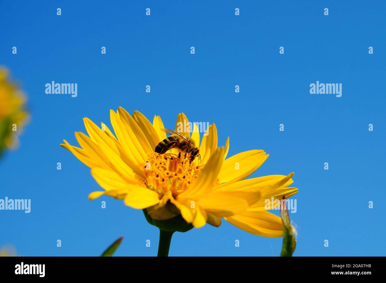 Blüte einer Becherpflanze am blauen Himmel, mit Biene. Stockfoto