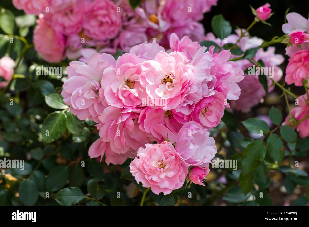 Alte rosa Rosen im Sommer in Großbritannien Stockfoto