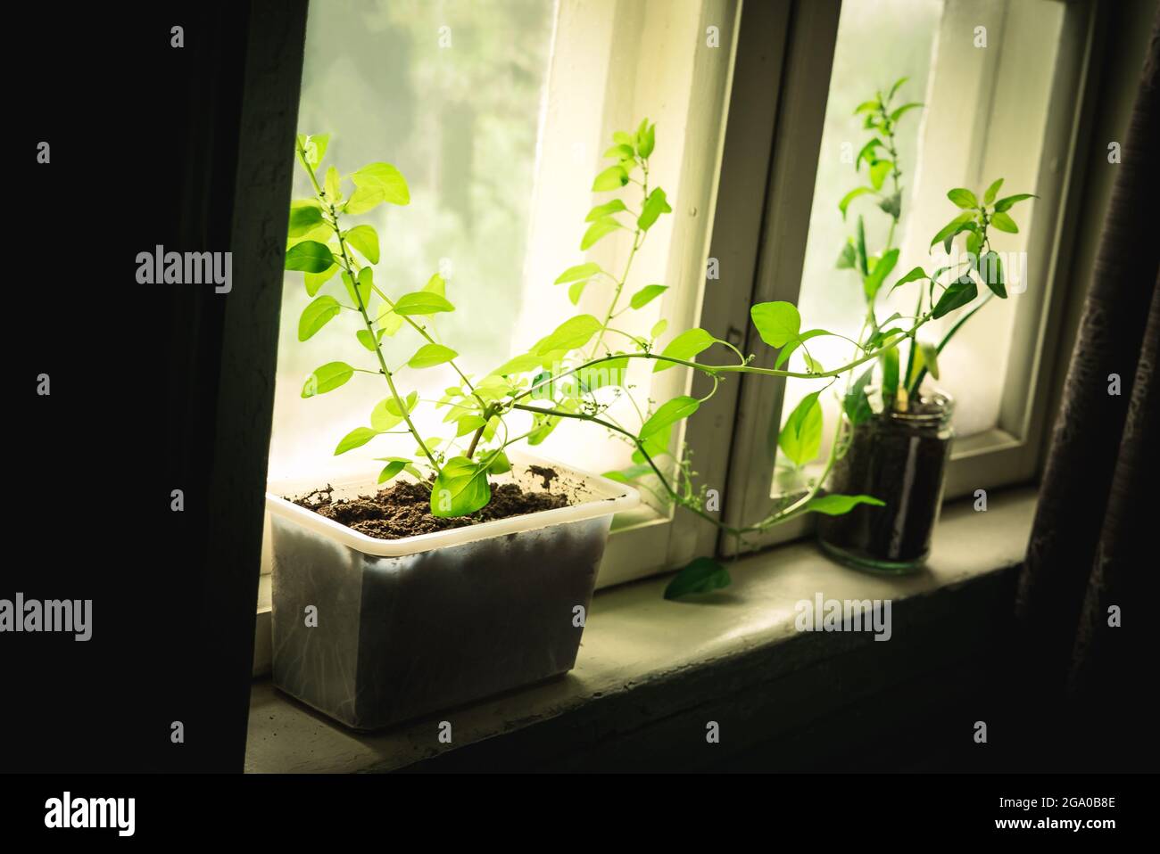 Zwei Pflanzen mit grünen Blättern, die aus biologischem Boden in verschiedenen wiederverwendeten Boho-Hipster-Blumentöpfen in einer gemütlichen rustikalen Fensterbank mit Frühlingssonne wachsen Stockfoto