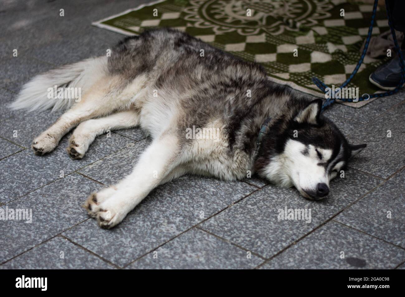 Husky beim Nappen auf einem Deck Stockfoto