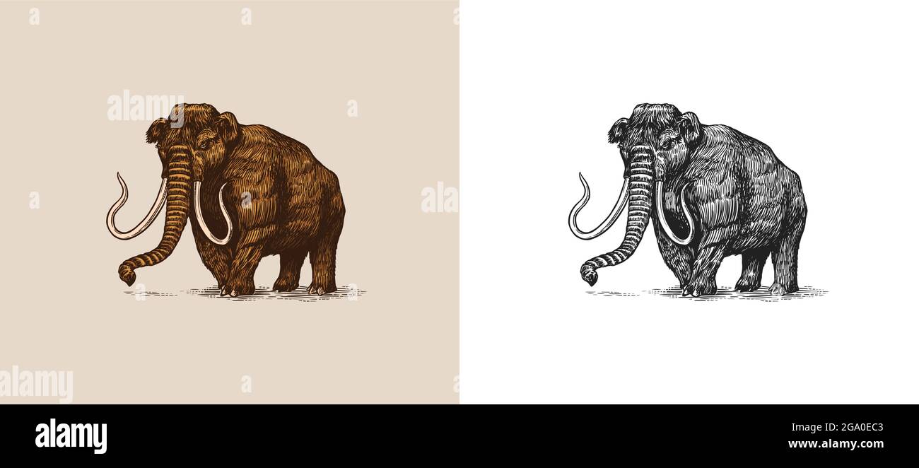 Mammut oder ausgestorbener Elefant. Trunked Säugetiere oder proboscideans. Großes Tier. Retro-Schilder im Vintage-Stil. Doodle-Stil. Handgezeichnete gravierte Skizze. Stock Vektor