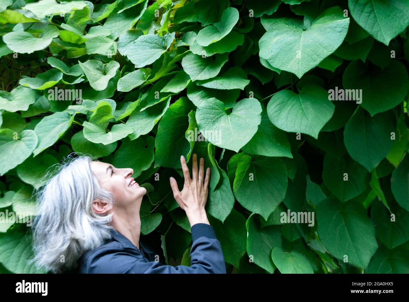 Eine grauhaarige Frau hält sich an eine Laken-Wand, schaut auf und lacht. Stockfoto