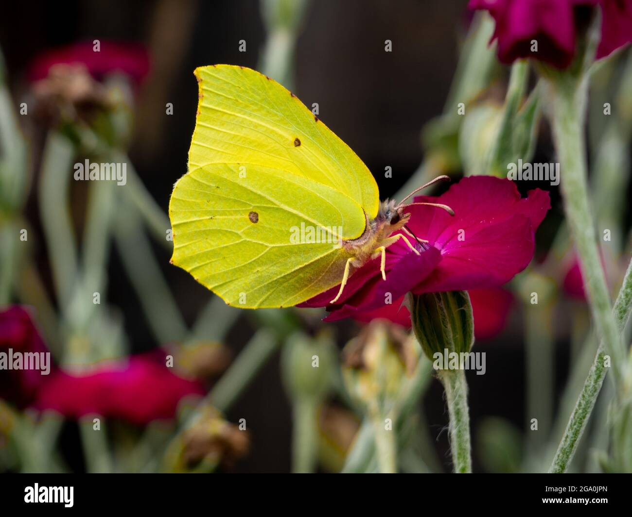 Foto eines Schmetterlings, der auf einer rosa Blume auf einer Wiese sitzt Stockfoto