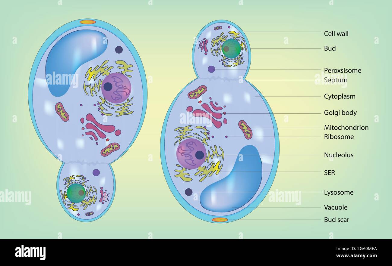 Biologische Darstellung der Pilzzelle, Typische Pilzzelle, grundlegende Anatomie und Struktur typischer Pilzzellen, Detaildiagramm der Pilzzelle. Stock Vektor