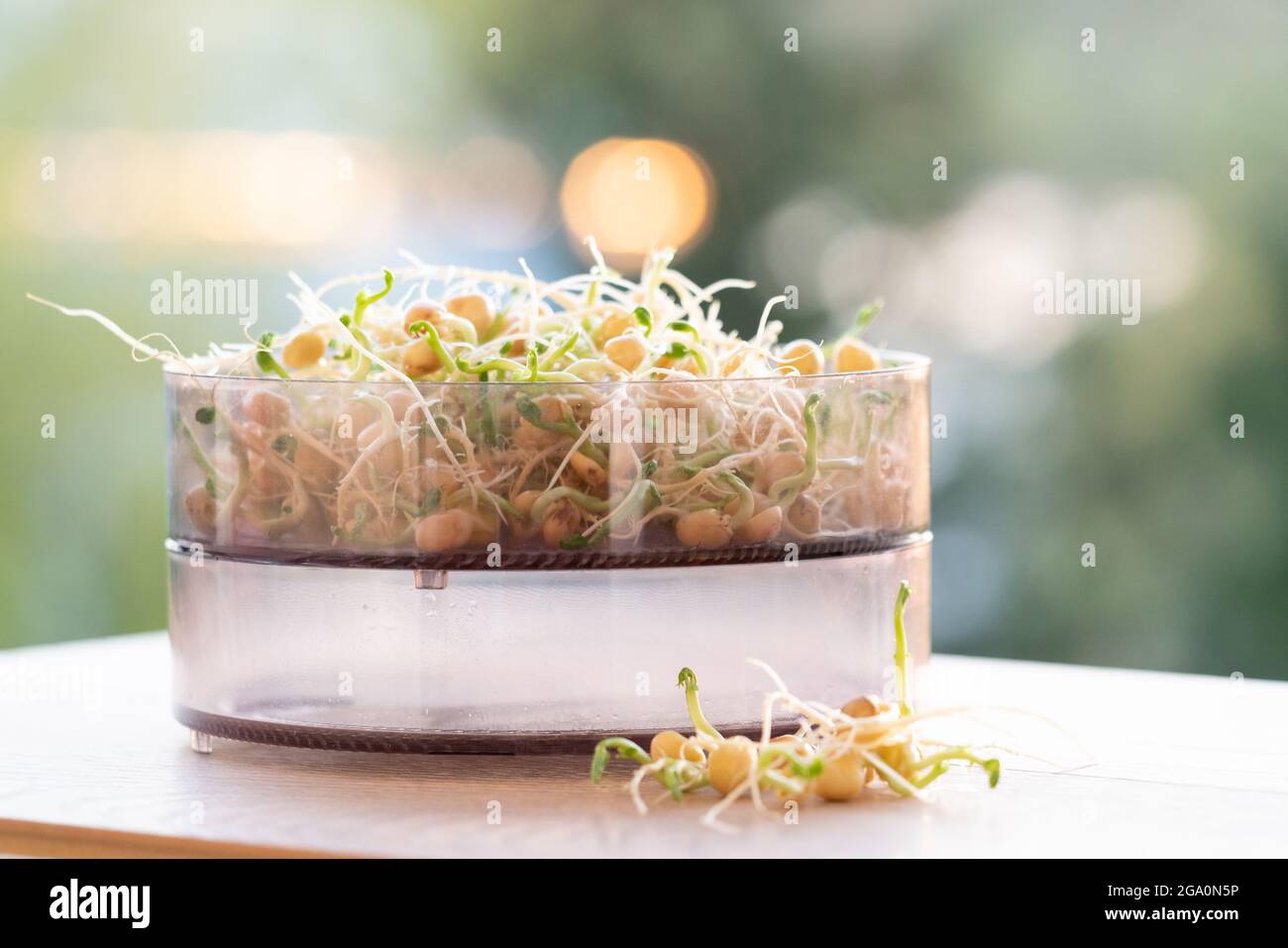 Die gekeimten Samen für Salat. Samen für Salat Sprossen Stockfoto