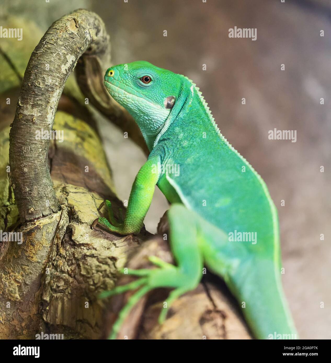 Nahaufnahme eines mit Lau gebänderten Leguans (Brachylophus fasciatus) Stockfoto