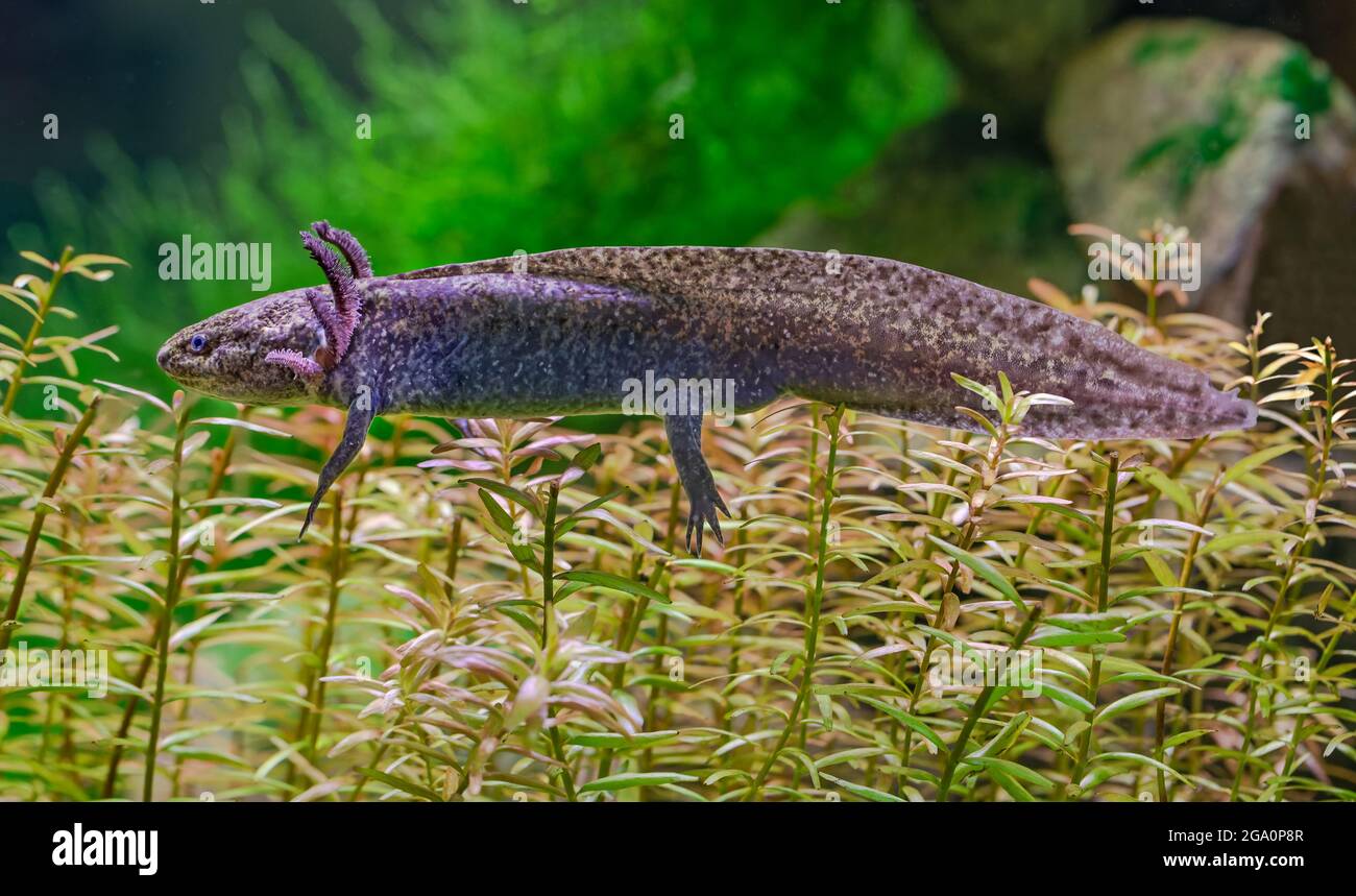 Nahaufnahme eines Axolotl (Ambystoma mexicanum) Stockfoto