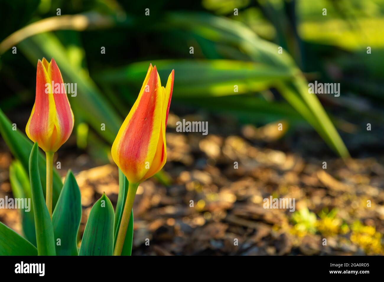 Gelb-rote Tulpen im sonnigen Garten, Blick auf den Frühling Stockfoto