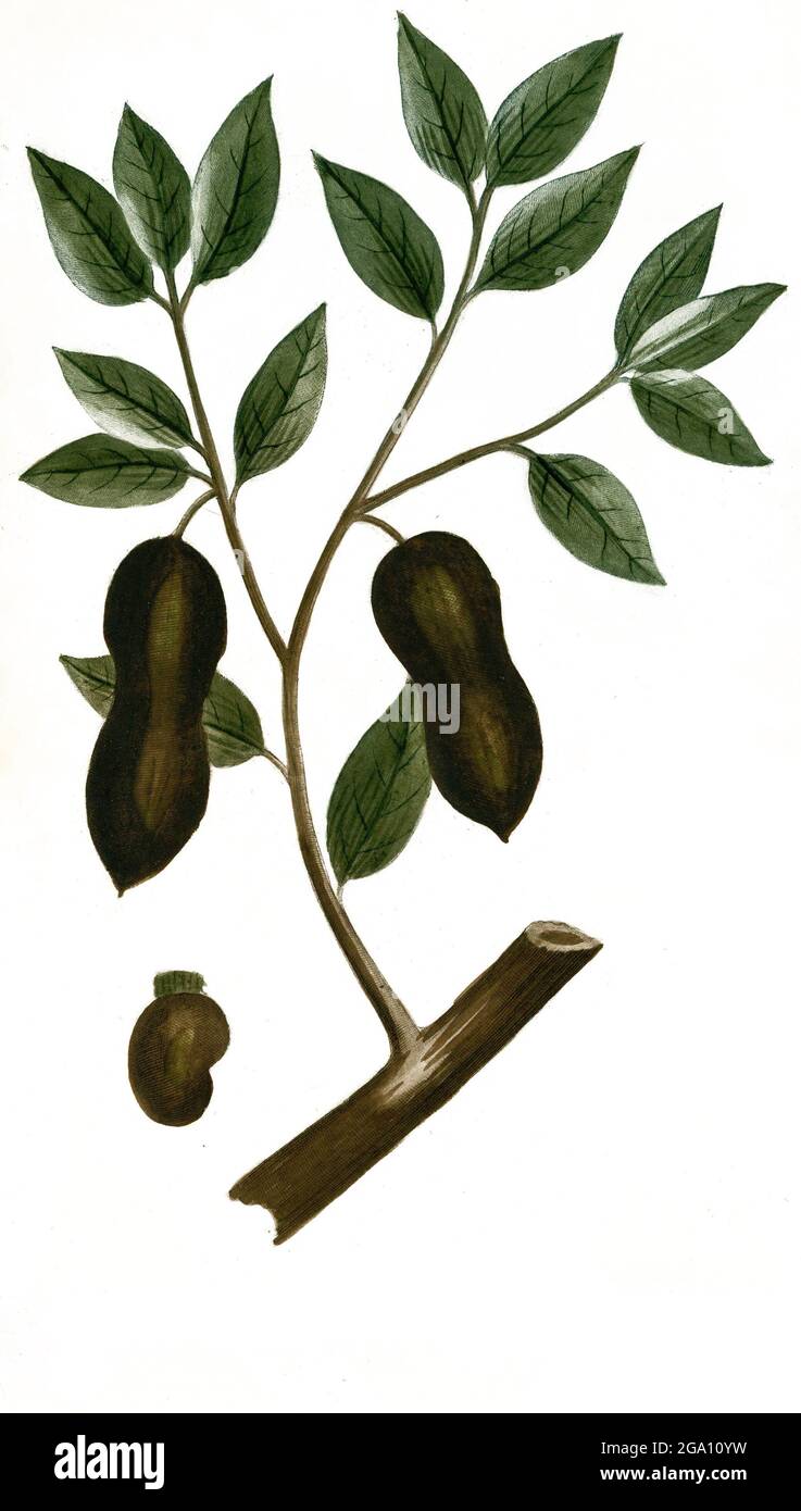 Anacardum, Anacard, Markfruchtbaum, Semecarpus anacardium, Ostindischer Tintenbaum, Ostindischer Elefantenlausbaum, Ostindischer Merkfruchtbaum oder Malakkanussbaum, Marking Nut Tree oder Nierenbean of Malacca, Phytanthoza iconographia, historische Pflanzenillustration aus dem um 1740 erschienen Buch, digital verbessert, historische Pflanzenillustration aus dem um 1740 erschienenen Buch, digital verbessert Stockfoto