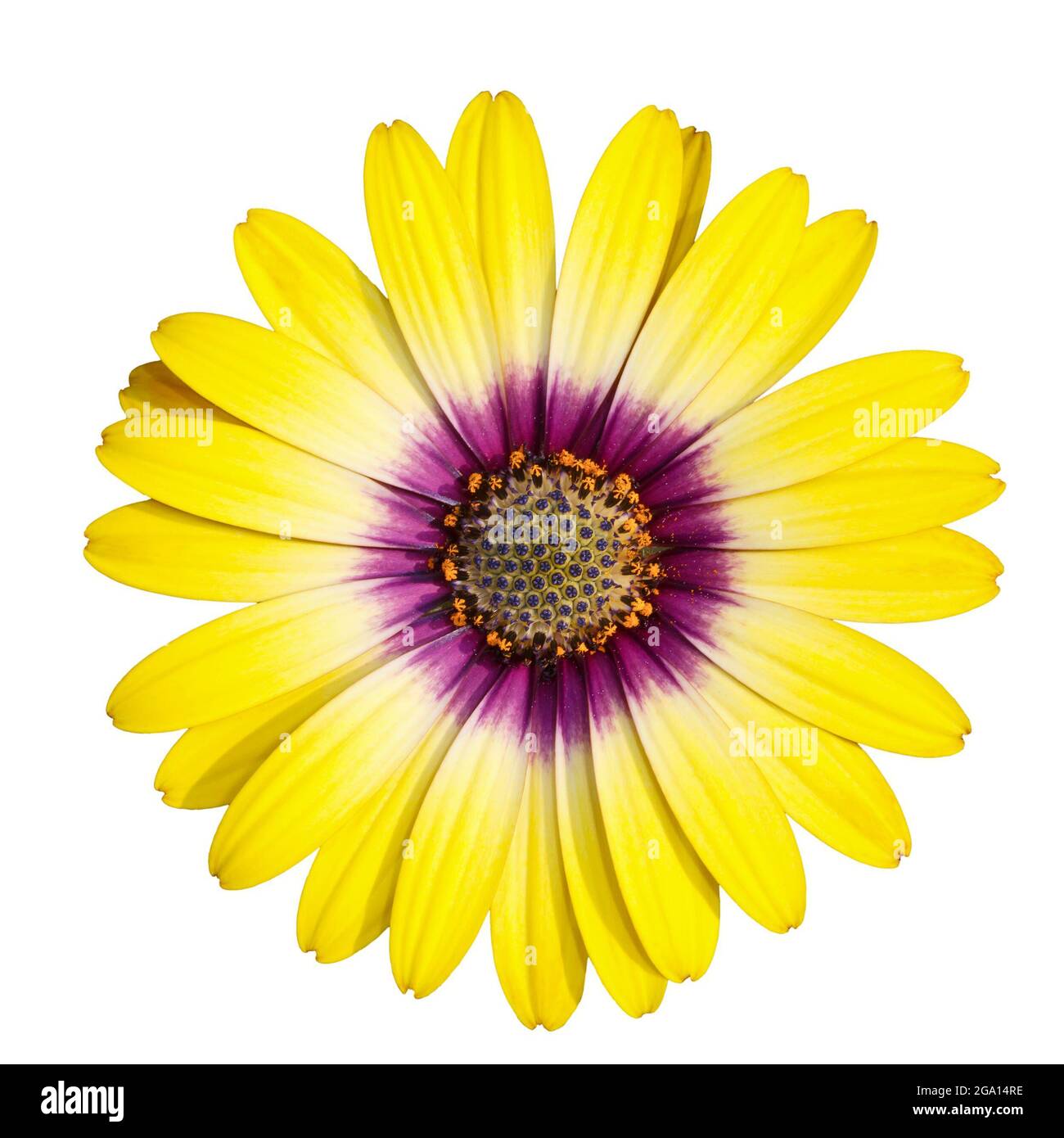 Gelbe Blume Arktotis mit lila Zentrum isoliert auf weißem Hintergrund, Nahaufnahme Stockfoto
