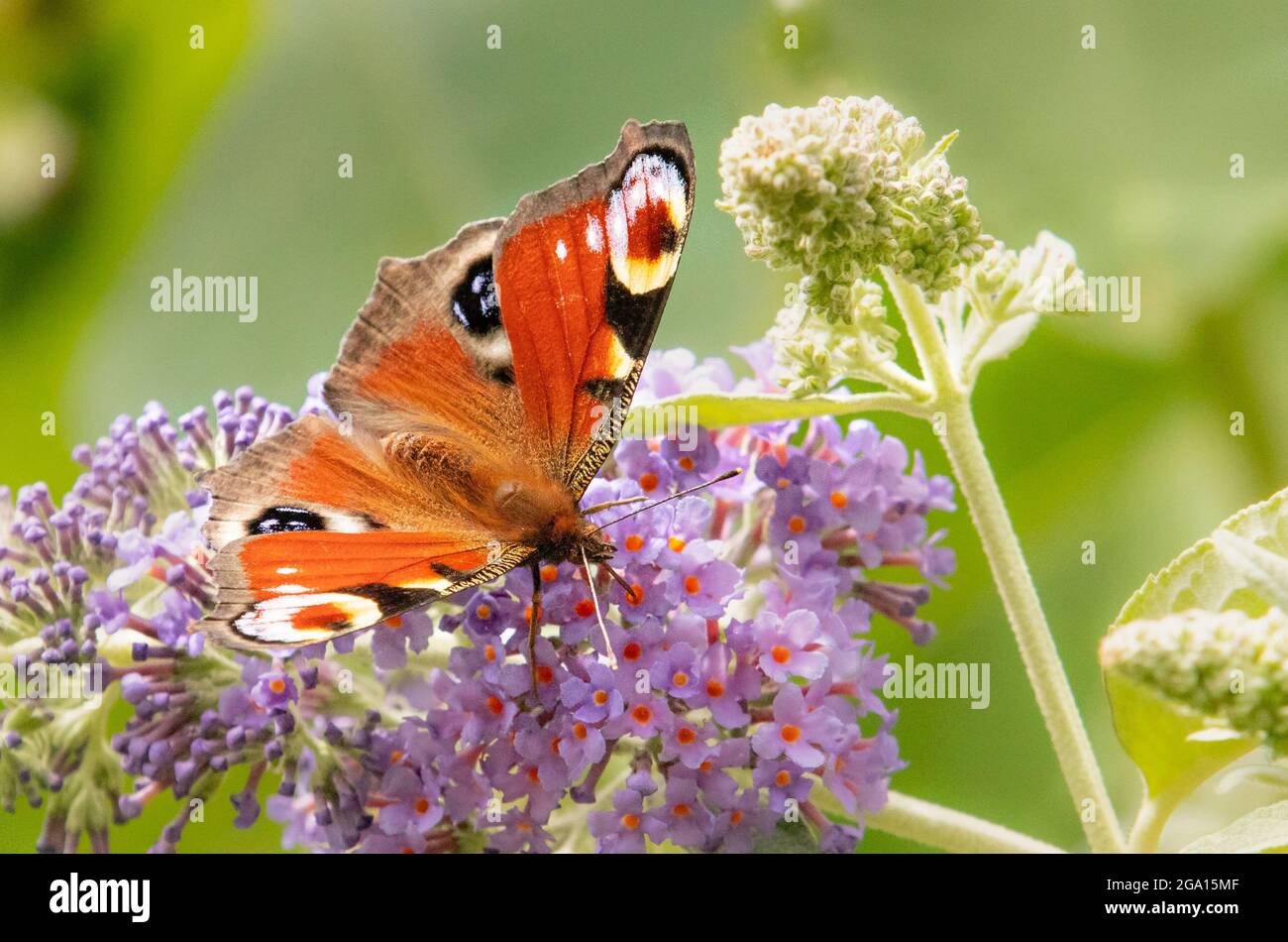 Pfau-Schmetterling, Europäischer Schmetterling, auf einem Buddleja-Busch in einem britischen Garten, Sommer 2021 Stockfoto