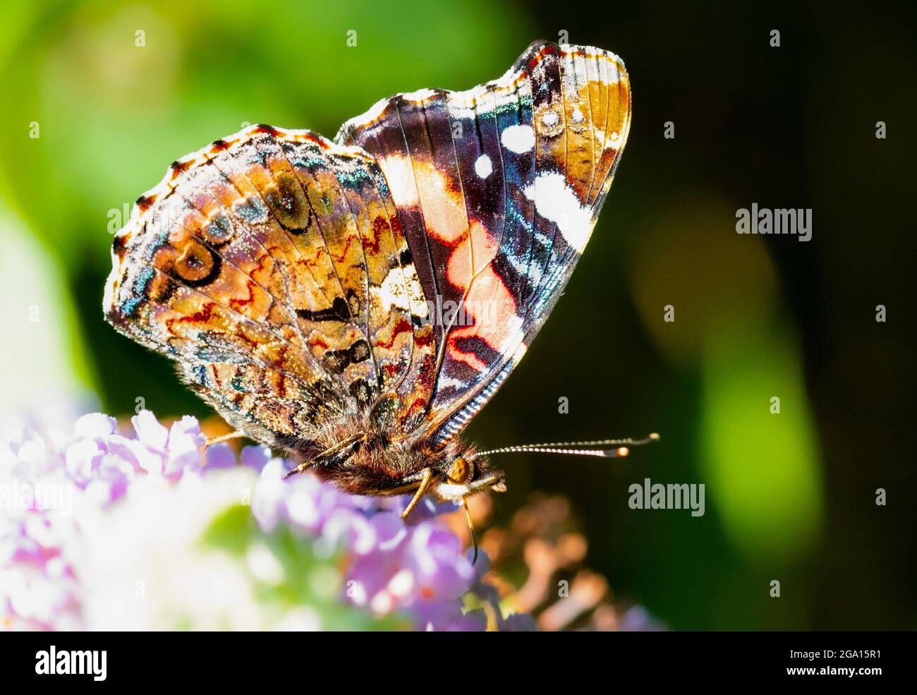 Der rote Admiral, Vanessa atalanta, thront in einem britischen Garten Stockfoto