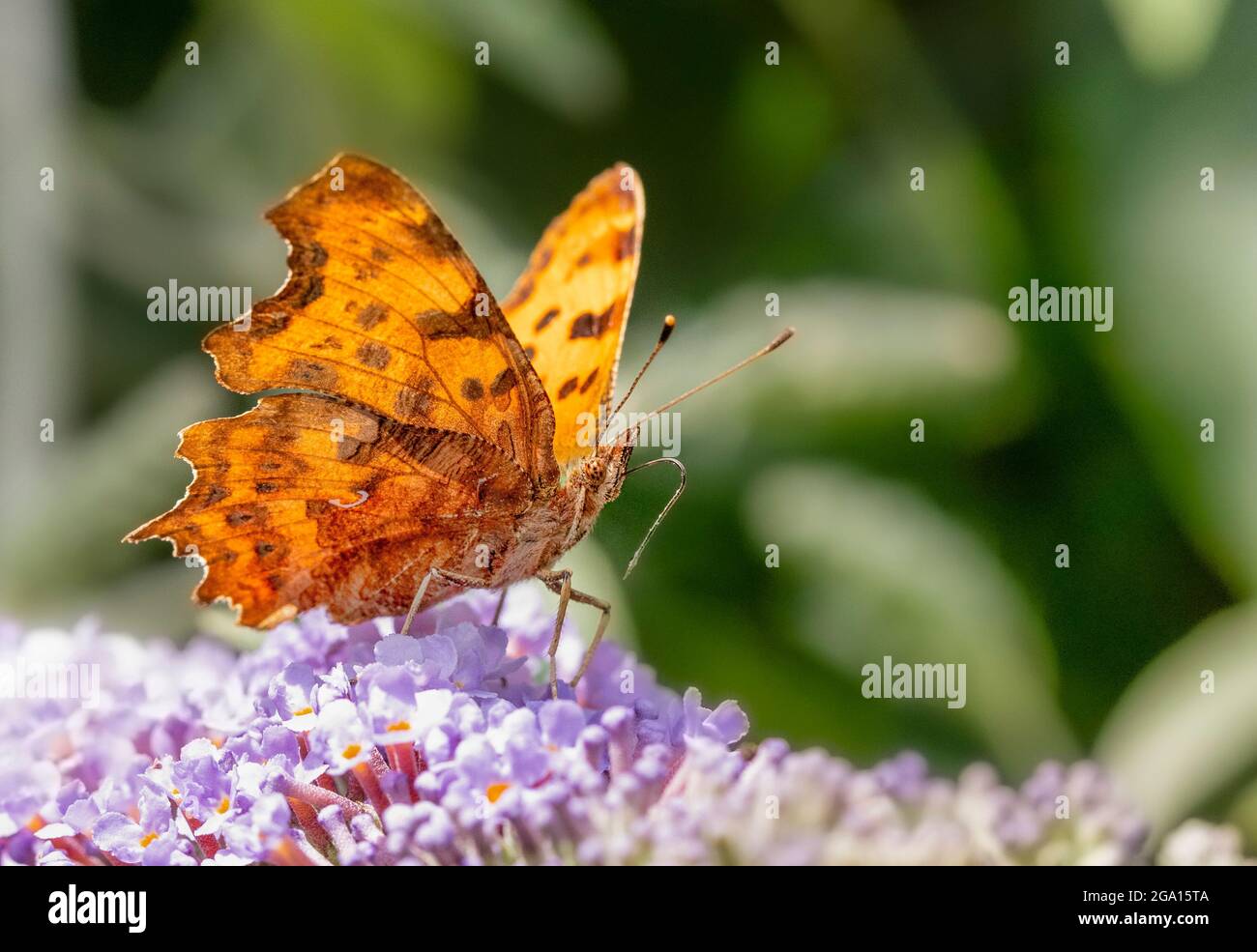 Comma Butterfly, Polygonia c-Album, auf einer Wiese in Großbritannien Stockfoto