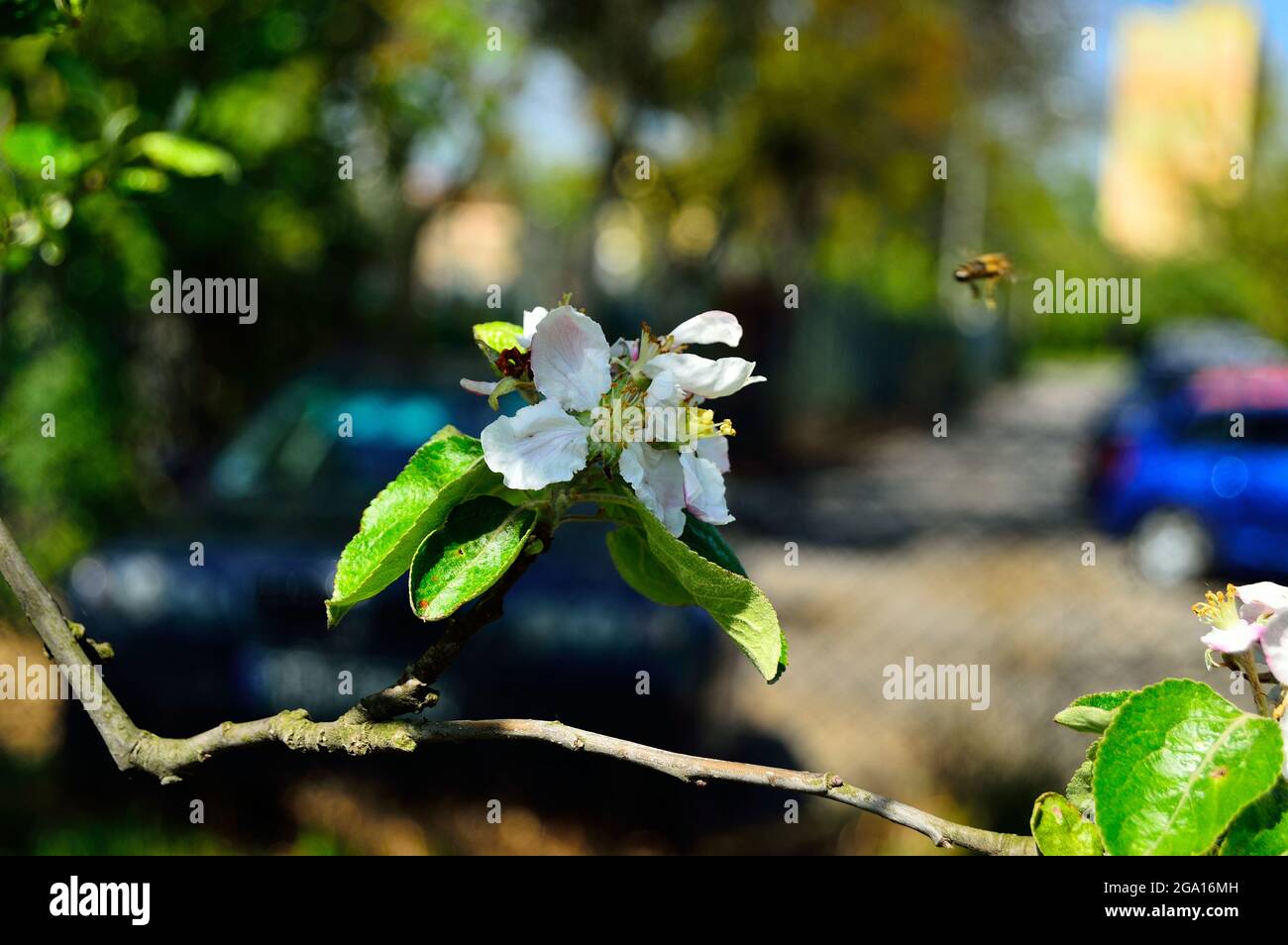 Eine Biene bestäubt eine Blume mit einer verschwommenen Silhouette eines Autos im Hintergrund. Feder. Stockfoto