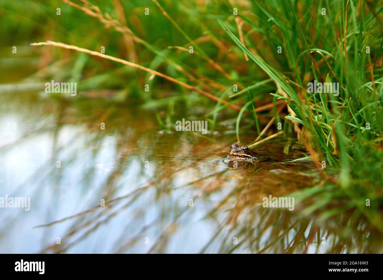 Frosch, der in einem Teich auf einem Hintergrund aus Gras sitzt Stockfoto