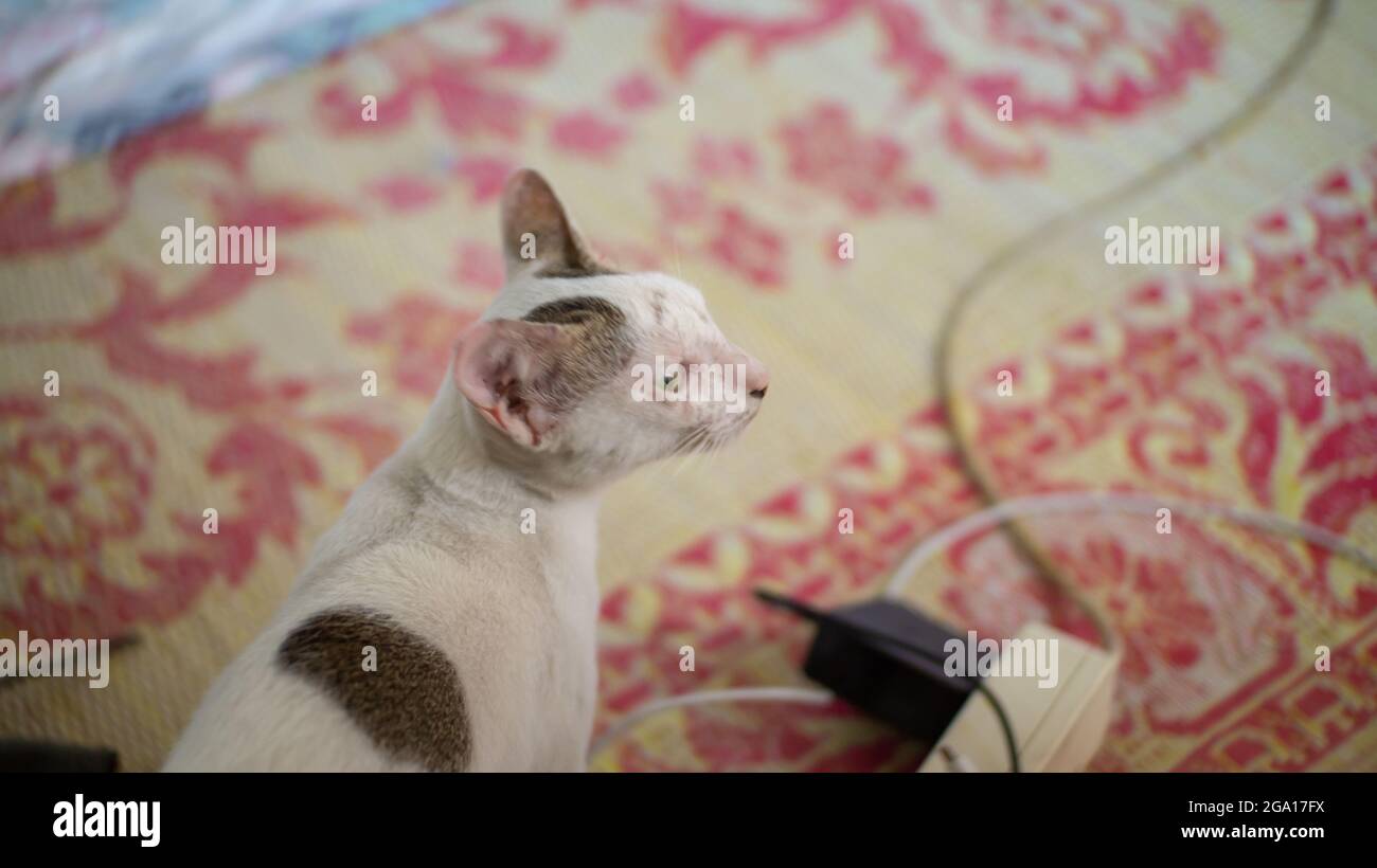 Niedliche weiße Kätzchen spielen und essen in entzückenden Zimmer Stockfoto