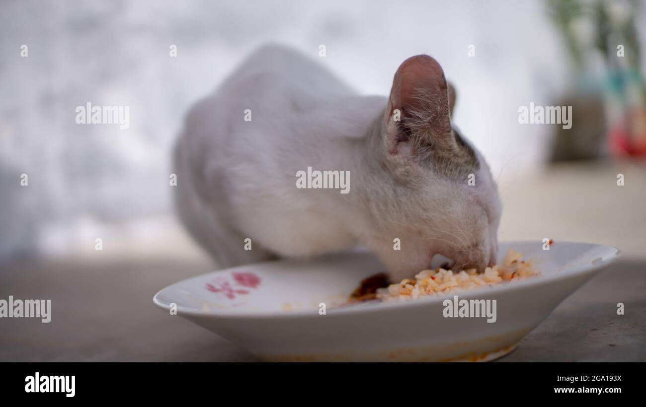 Niedliche weiße Kätzchen spielen und essen in entzückenden Zimmer Stockfoto