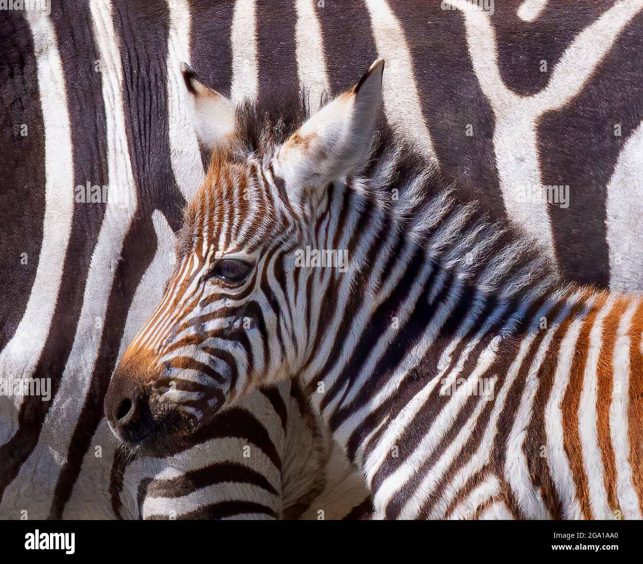 Porträt eines Zebrafohlens, das neben einer Zebrastute steht, Serengeti-Nationalpark; Tansania; Afrika Stockfoto
