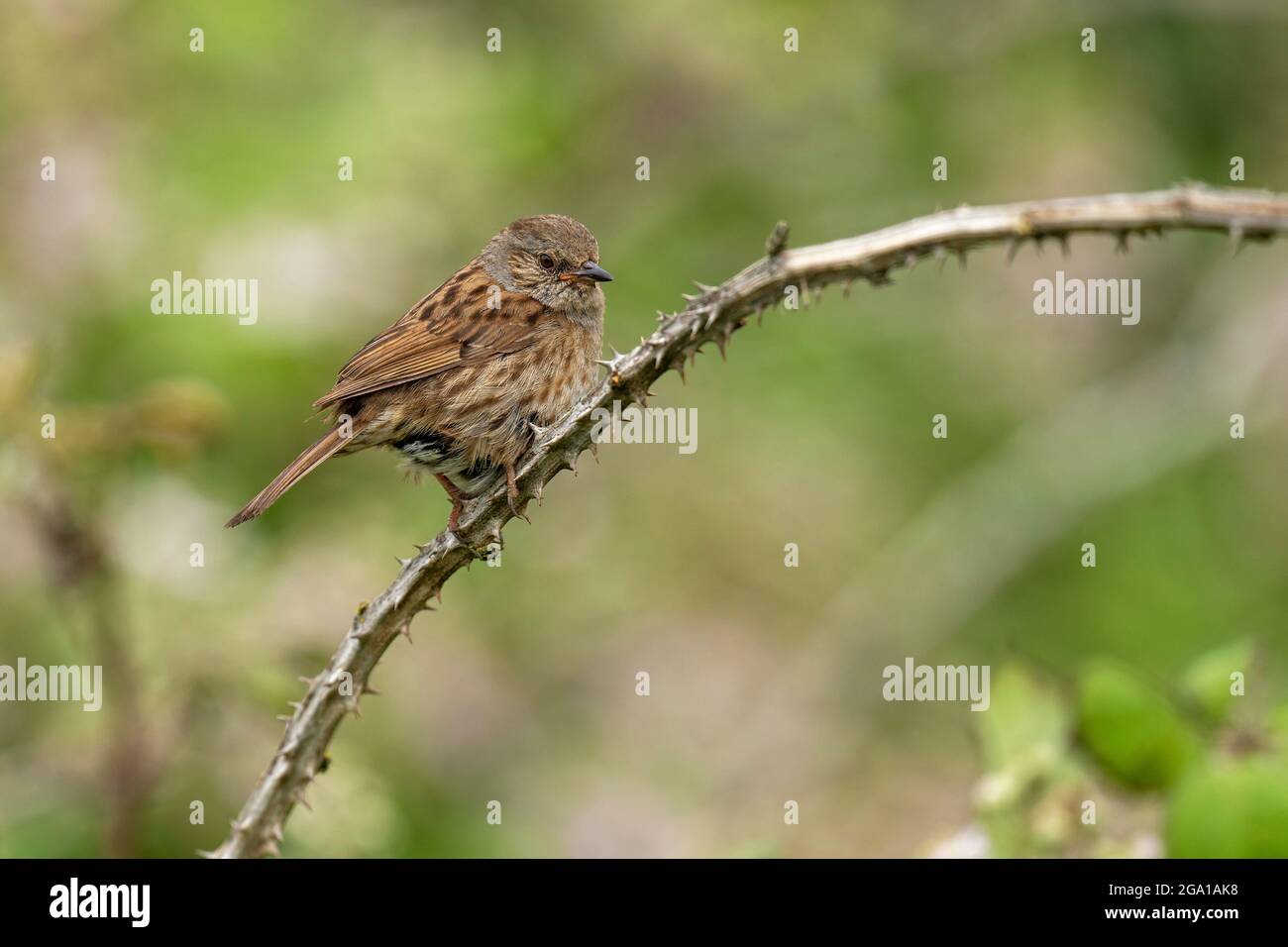 Dunnock-Prunella modularis stampft auf Brambles. Stockfoto