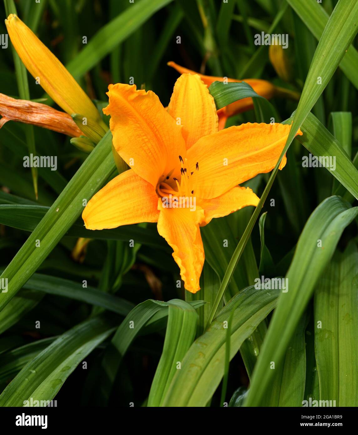 Eine einzige Blüte von Hemerocallis brennendes Tageslicht. Stockfoto