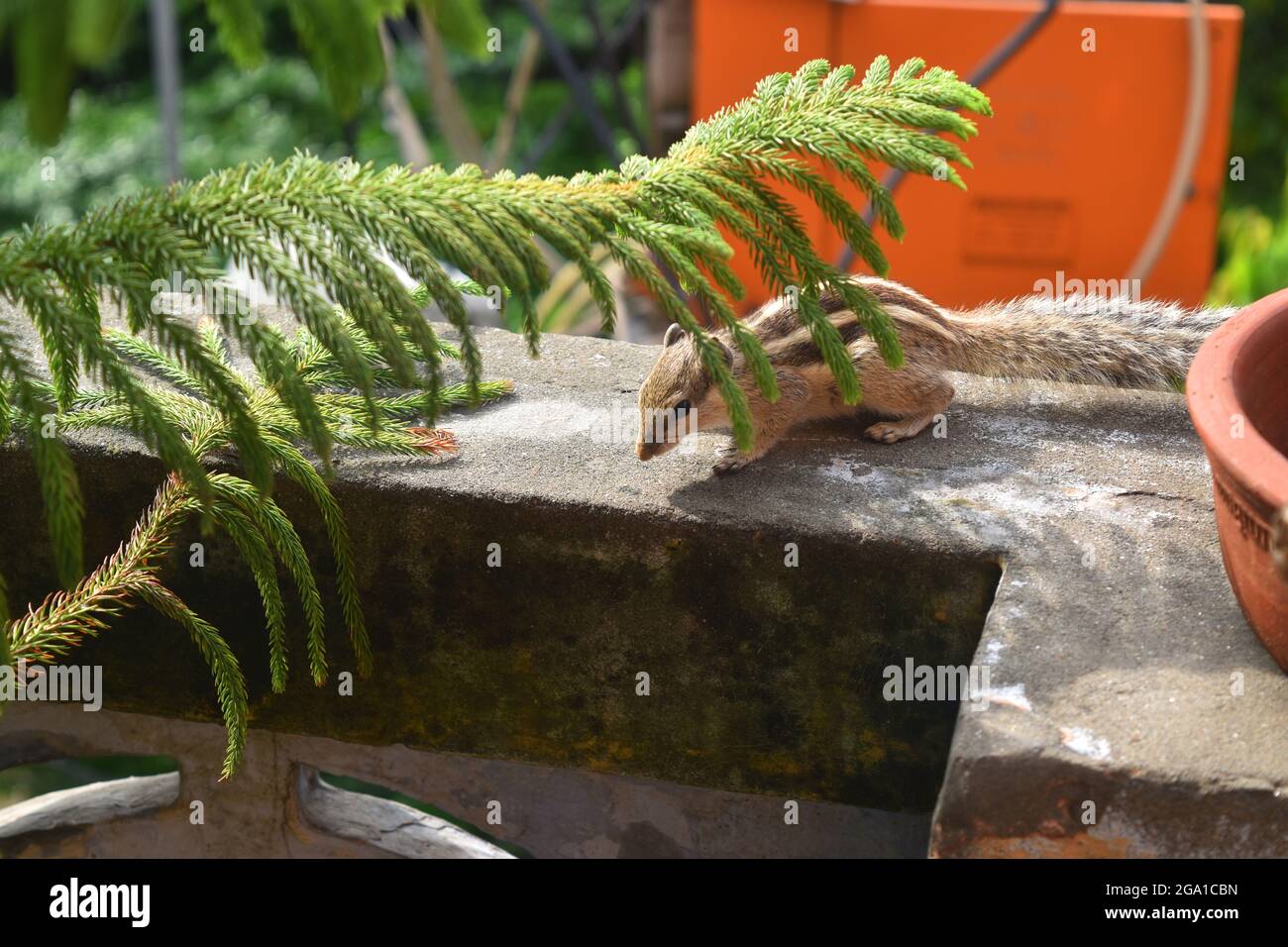 Eichhörnchen auf der Wand Stockfoto