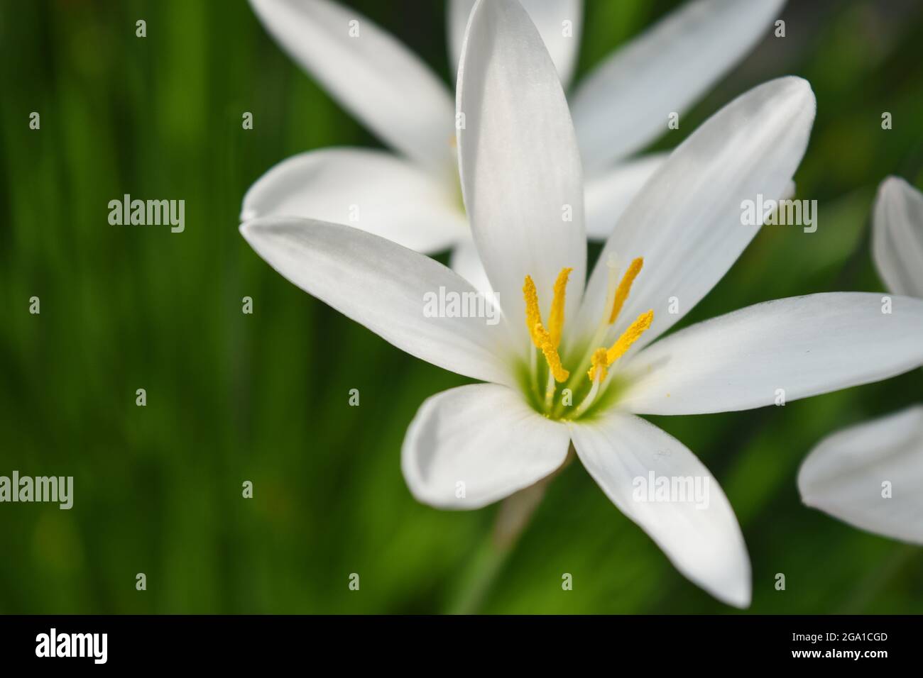 Nahaufnahme Der „Rain Lilly Flower“ Stockfoto