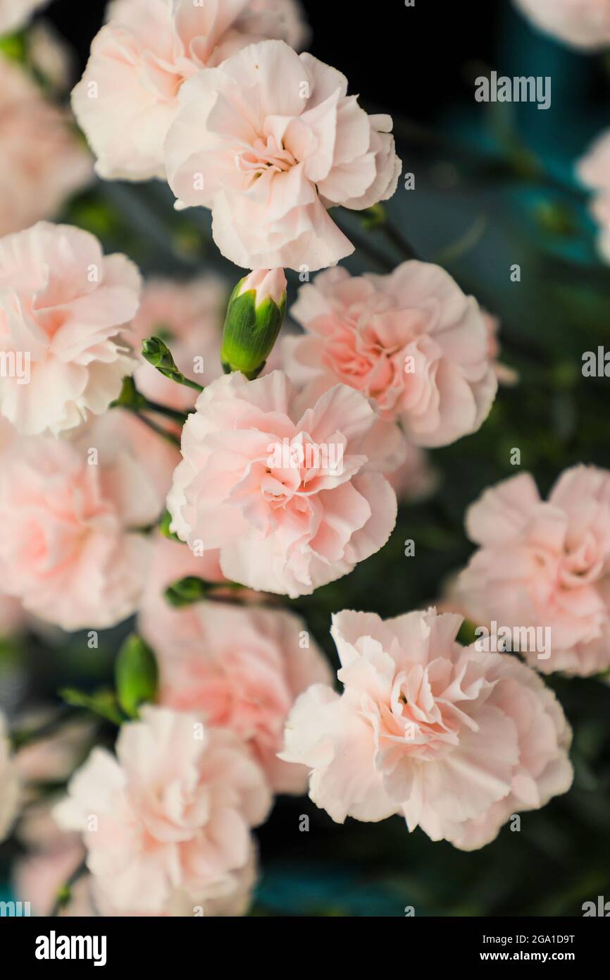 Die rosa Blüten einer Dianthus Caryophyllus 'Powder Pink' Pflanze Stockfoto