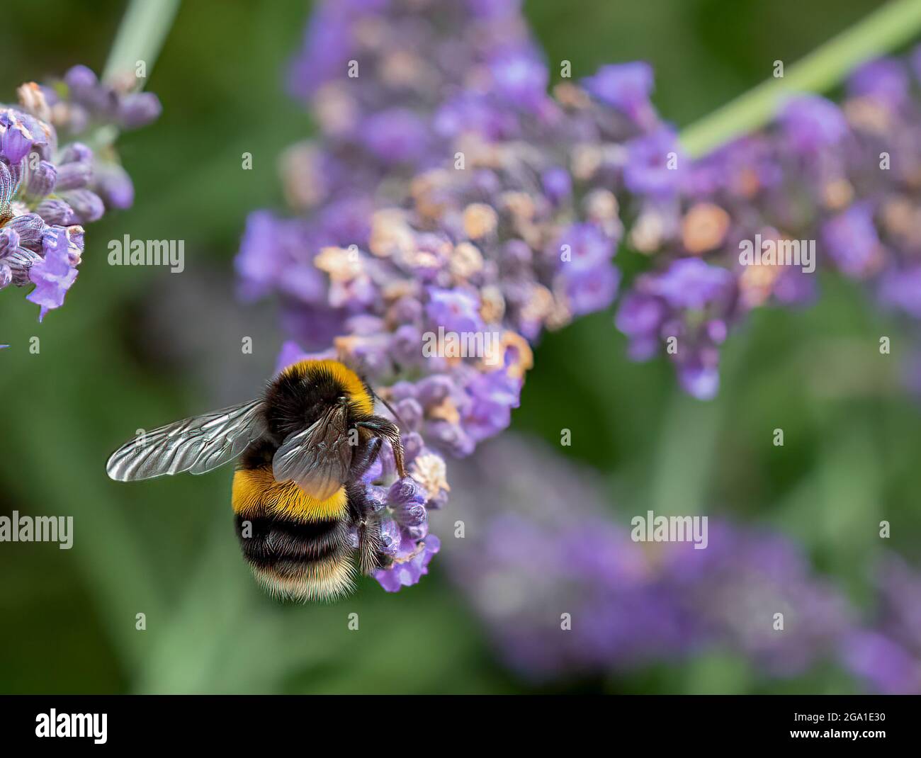 Wir müssen uns um unsere Bienen kümmern. Hummel bestäubt Lavendelblüte in einem Lavendelfeld in den Cotswolds. Stockfoto