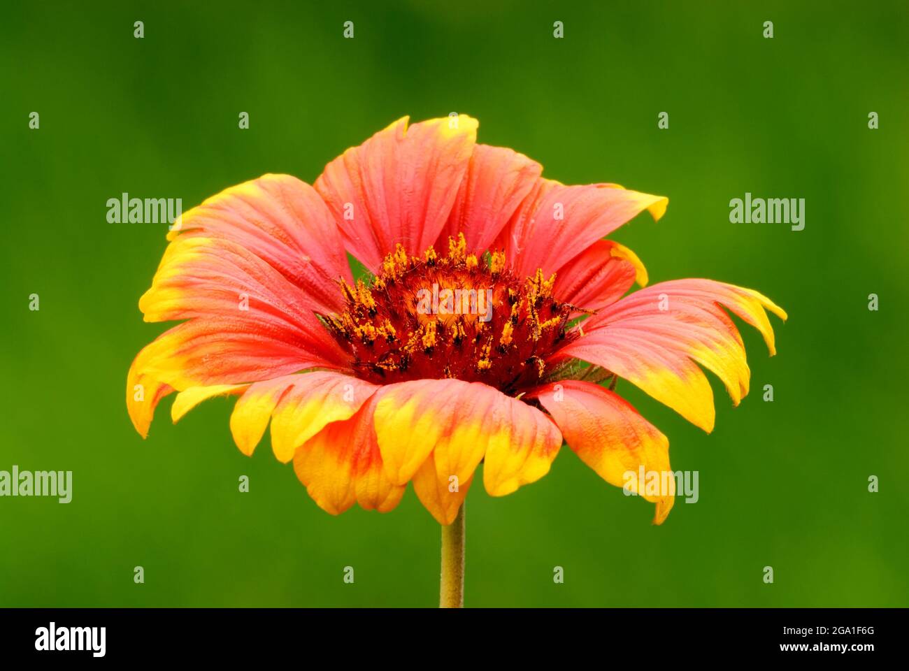 Indische Decke Blume mit schönen Blütenblättern in rot-gelb. Unscharfer natürlicher grüner Hintergrund, Nahaufnahme. Im Blumenbeet. Gattung Gaillardia pulchella. Stockfoto