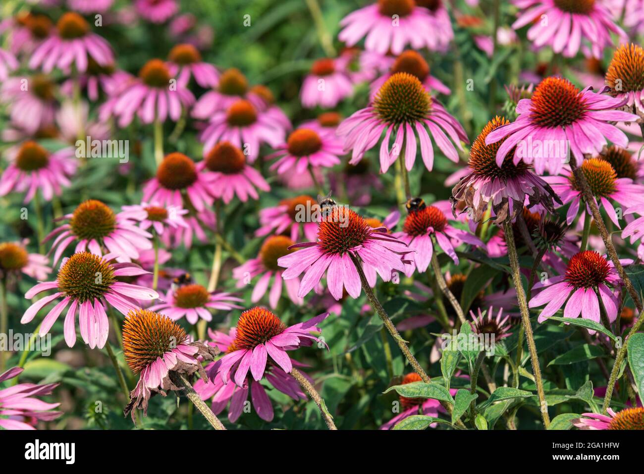 Echinacea Purpurea blüht. Schöner natürlicher Hintergrund. Nahaufnahme. Stockfoto