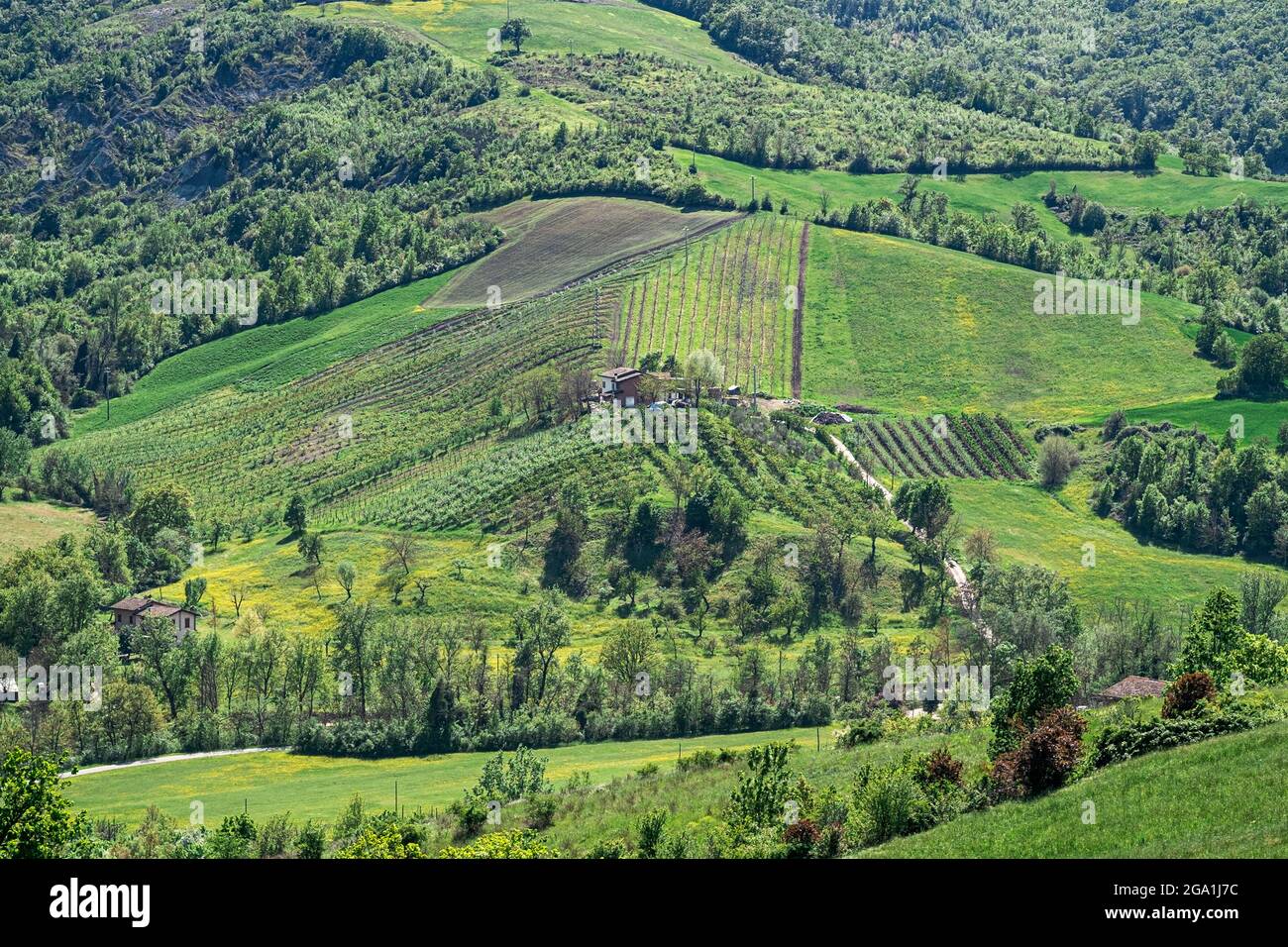 Kultivierte Hügel in der Nähe von Castello di Serravalle - Schloss von Serravalle im Frühling. Provinz Bologna, Emilia und Romagna, Italien Stockfoto