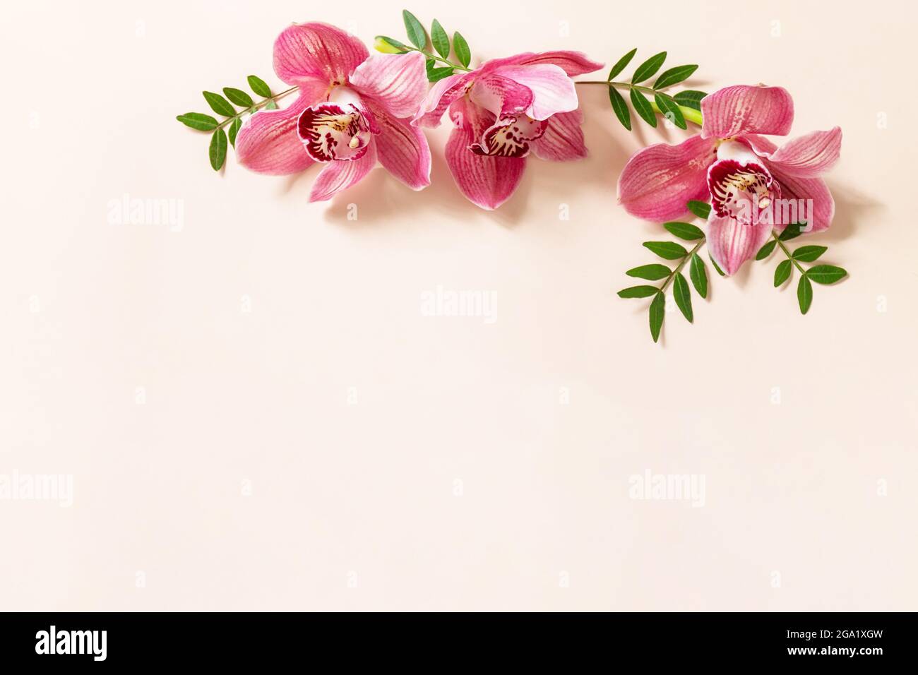 Floraler Hintergrund mit Orchideen. Tropische pinke Orchideen auf einem hellen pastellfarbenen Hintergrund. Draufsicht flach liegend mit Kopierplatz. Stockfoto