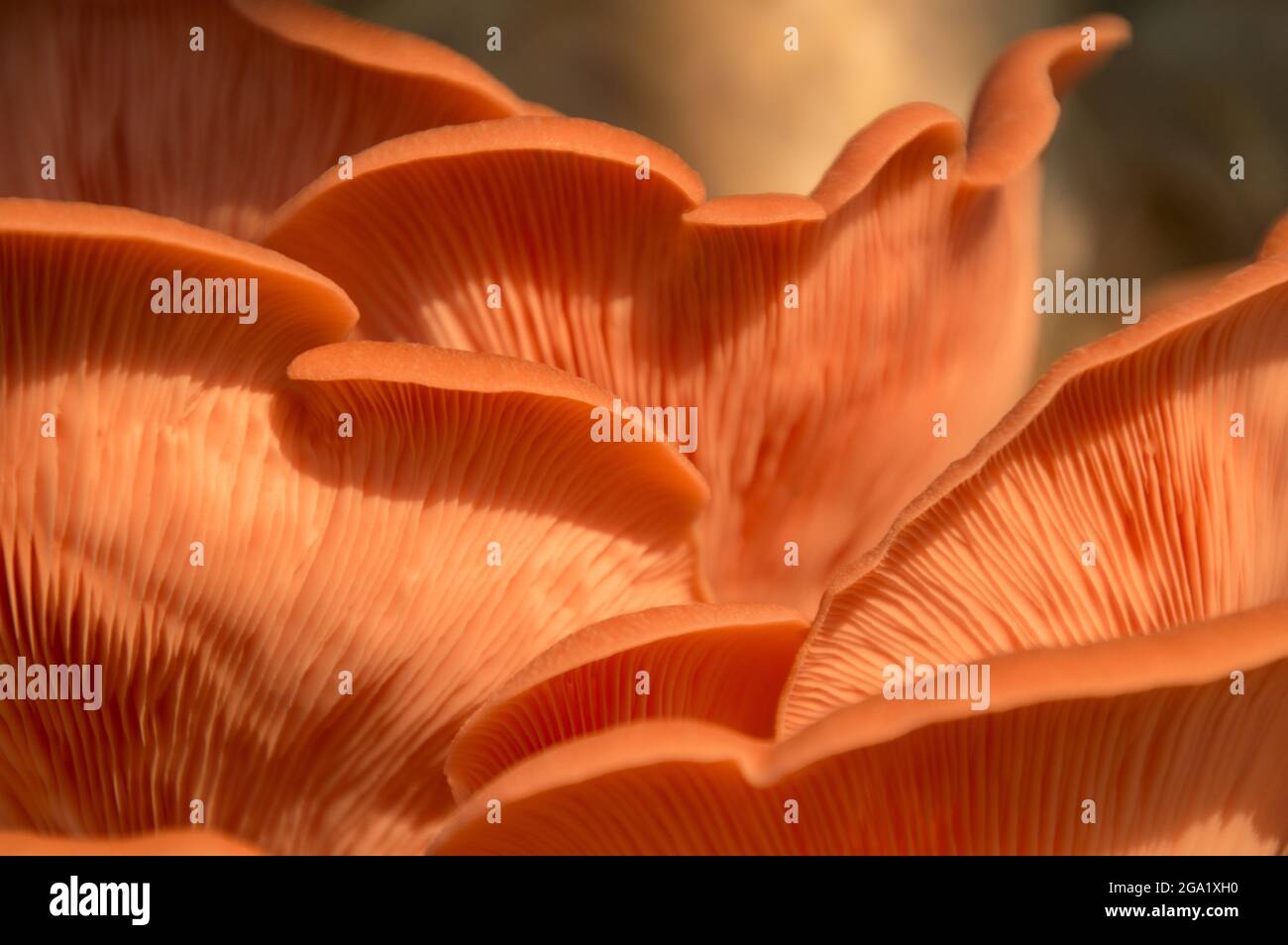 Wunderschöne frische rosa Auster Gourmet essbare Pilze Hintergrund Stockfoto