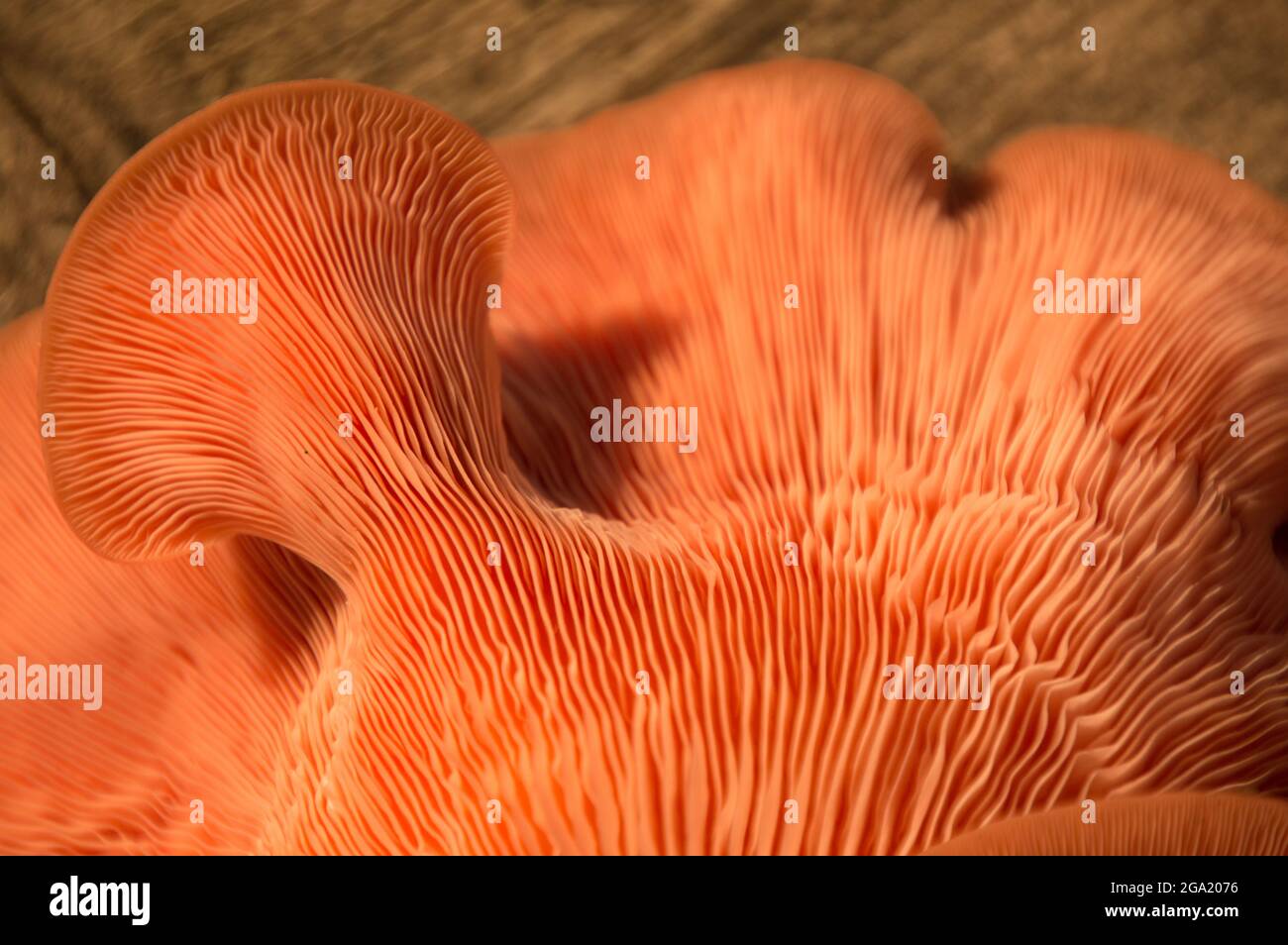 Wunderschöne frische rosa Auster Gourmet essbare Pilze Hintergrund Stockfoto