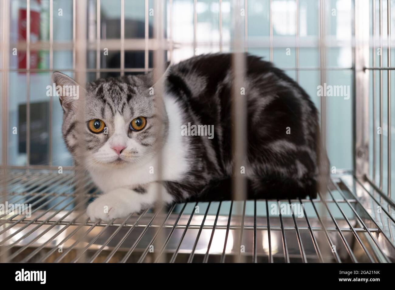 Katze mit beunruhigenden Augen wartet auf die Behandlung im Käfig in der Tierklinik. Tierrettung und Gesundheitsversorgung. Stockfoto
