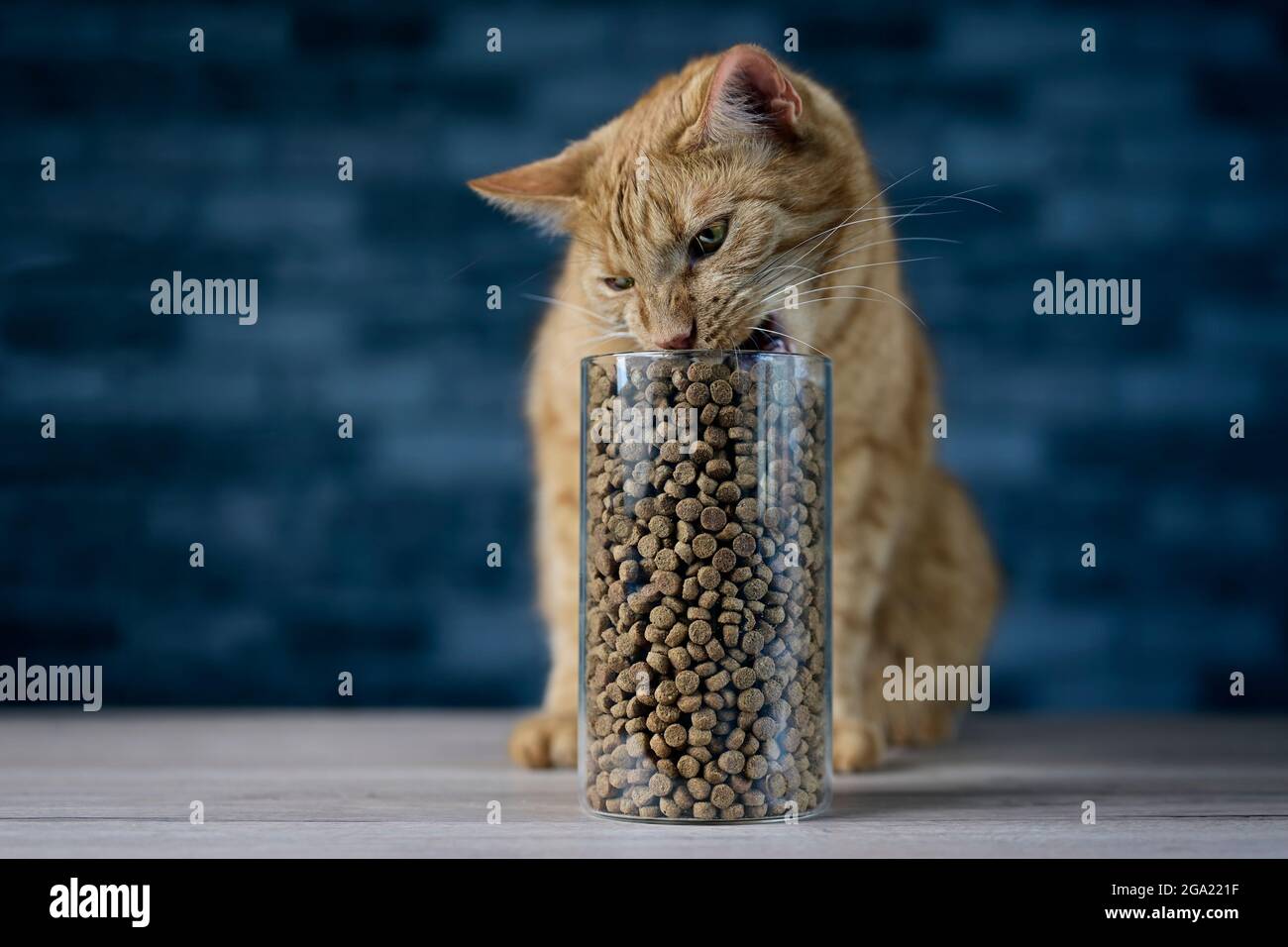 Cute Ingwer Katze essen trockene Katze Nahrung in Vorratsdose. Horizontales Bild mit selektivem Fokus. Stockfoto